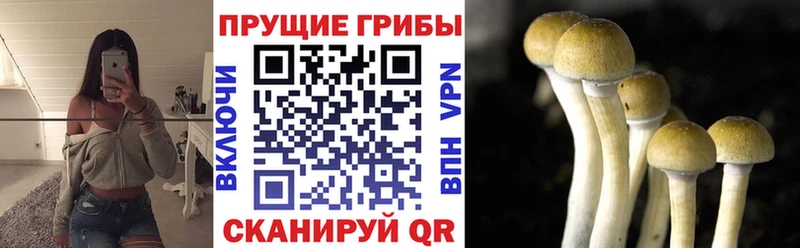 Псилоцибиновые грибы Psilocybine cubensis  Купить закладки  Суздаль 